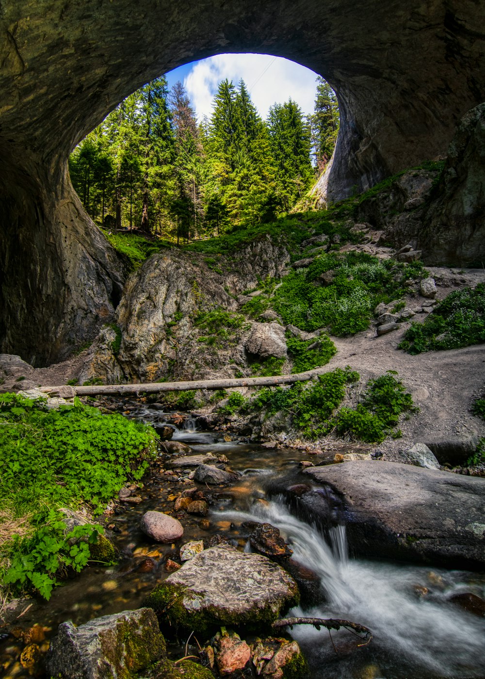 a river flowing under a bridge next to a forest