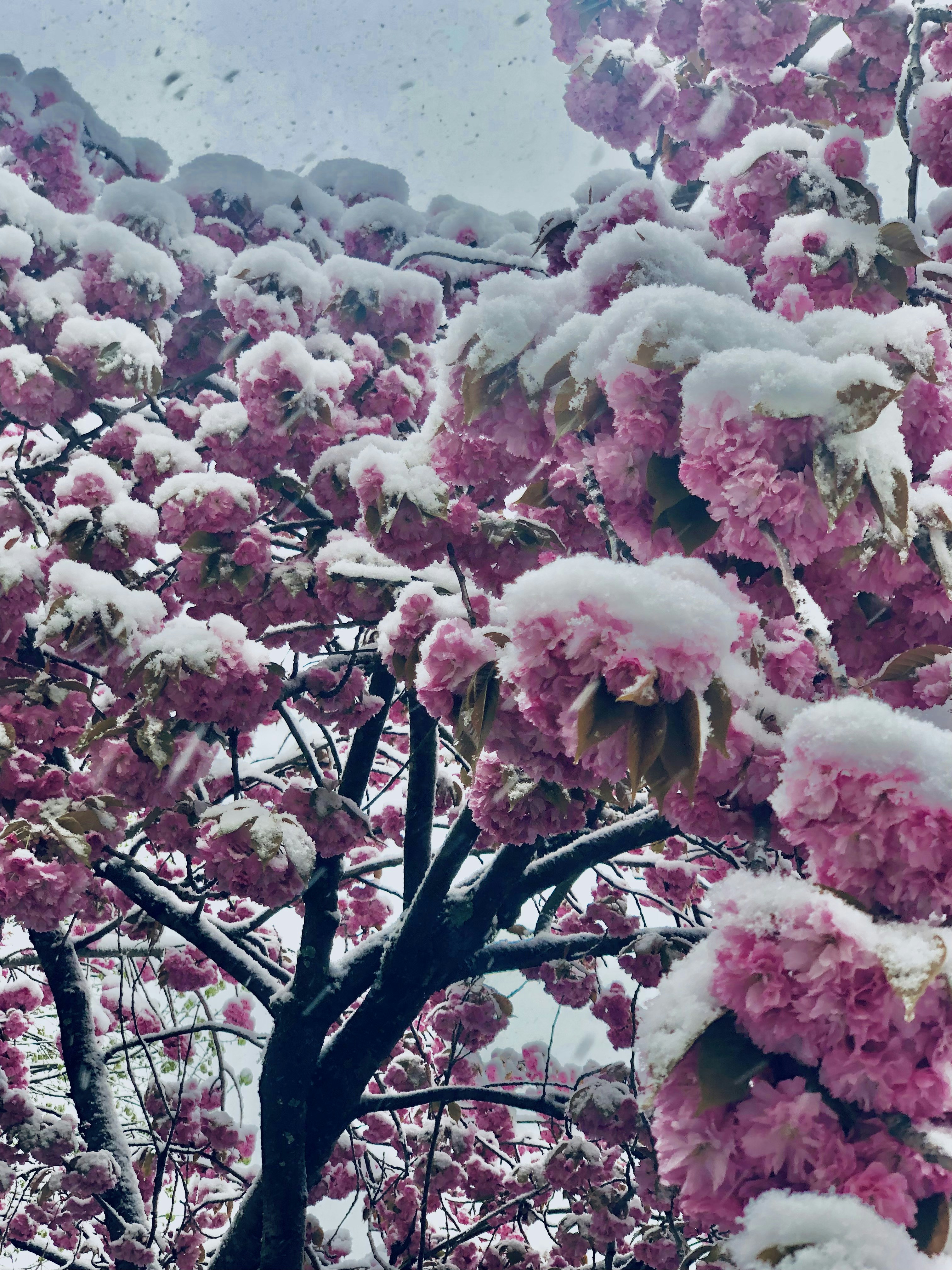 Pink cherry blossom flowers in winter with light snow