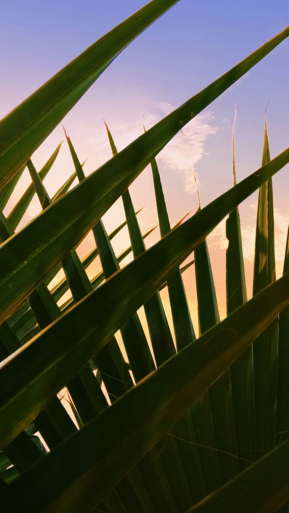 a close up of a plant with a sky in the background