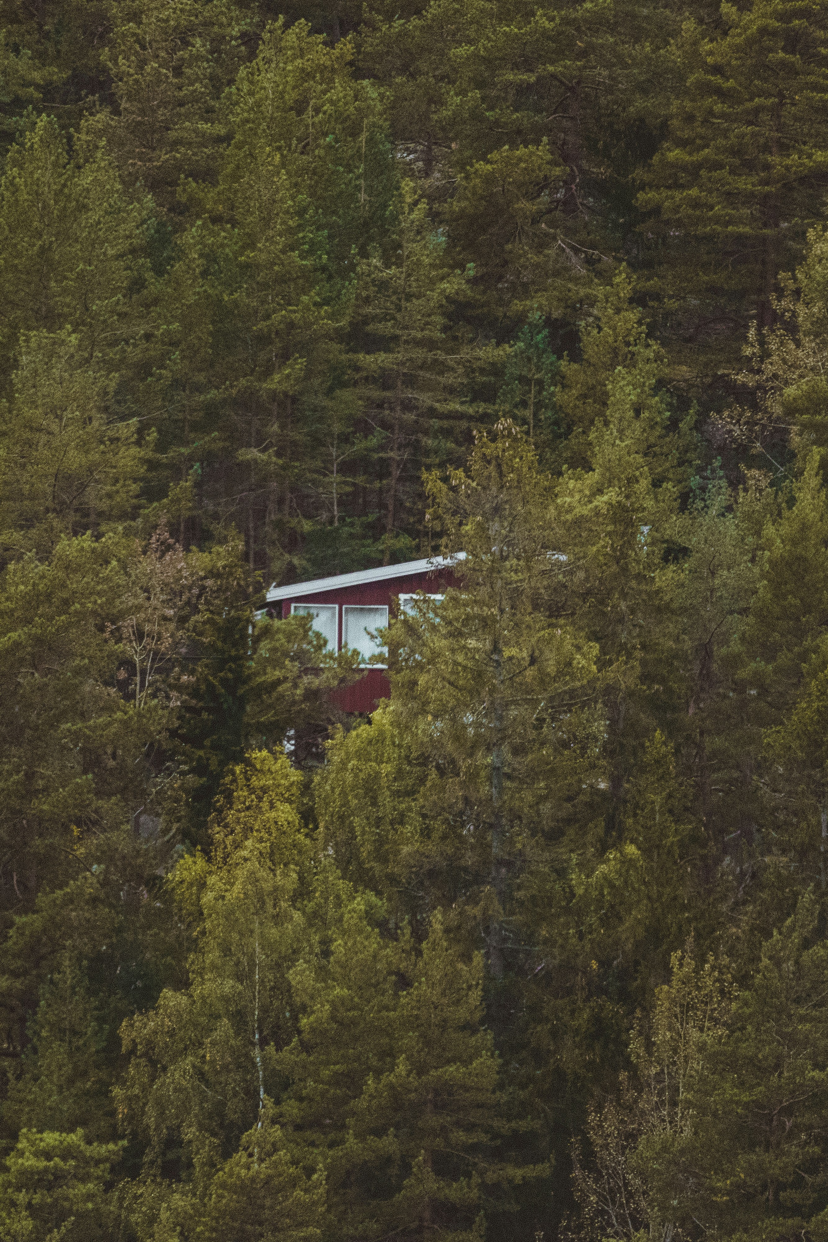 A cabin nestled in the middle of a forest photo – Free Plant Image on ...