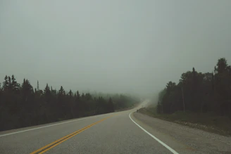 a foggy road with trees on both sides