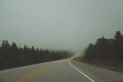 a foggy road with trees on both sides