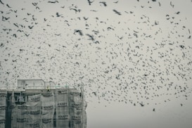 A large flock of birds fills the sky above a partially covered construction site. The structure is wrapped in material with the word 'KRAFT' printed repeatedly. The scene is dominated by the multitude of birds flying in various directions under an overcast sky.