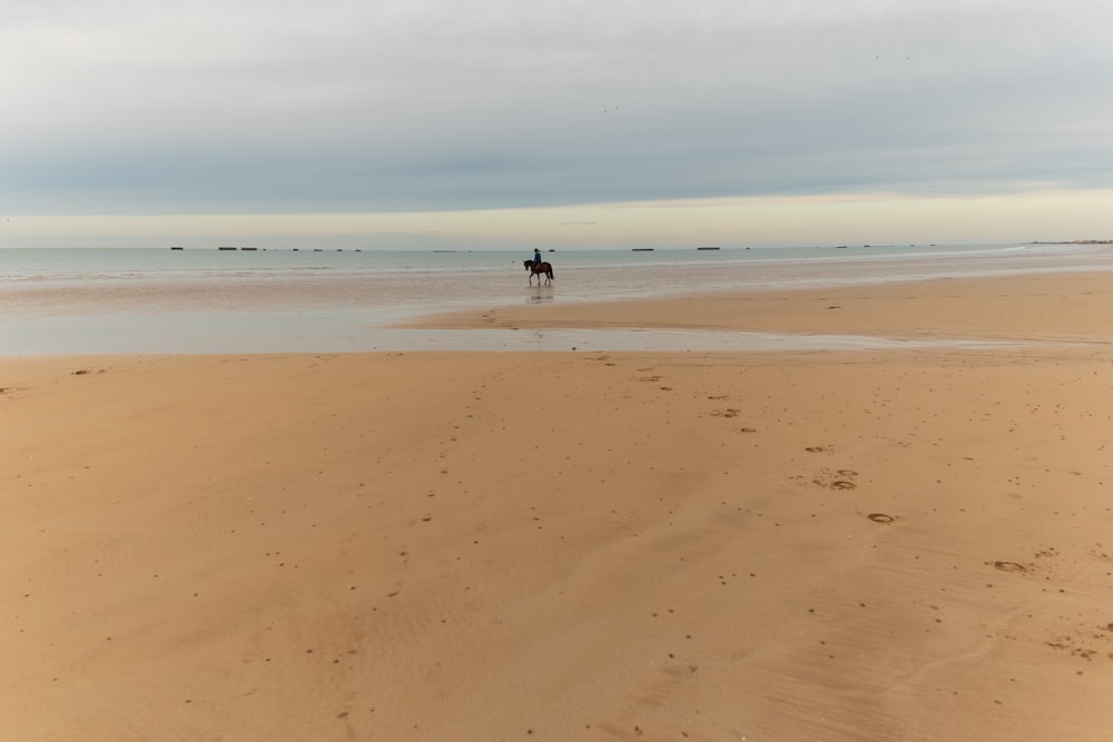 a person riding a horse on top of a sandy beach