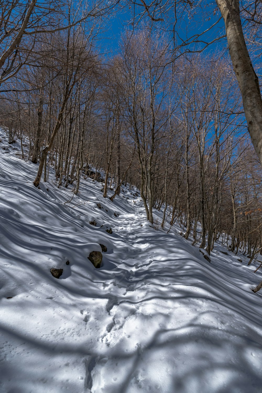 a snow covered path in the middle of a forest