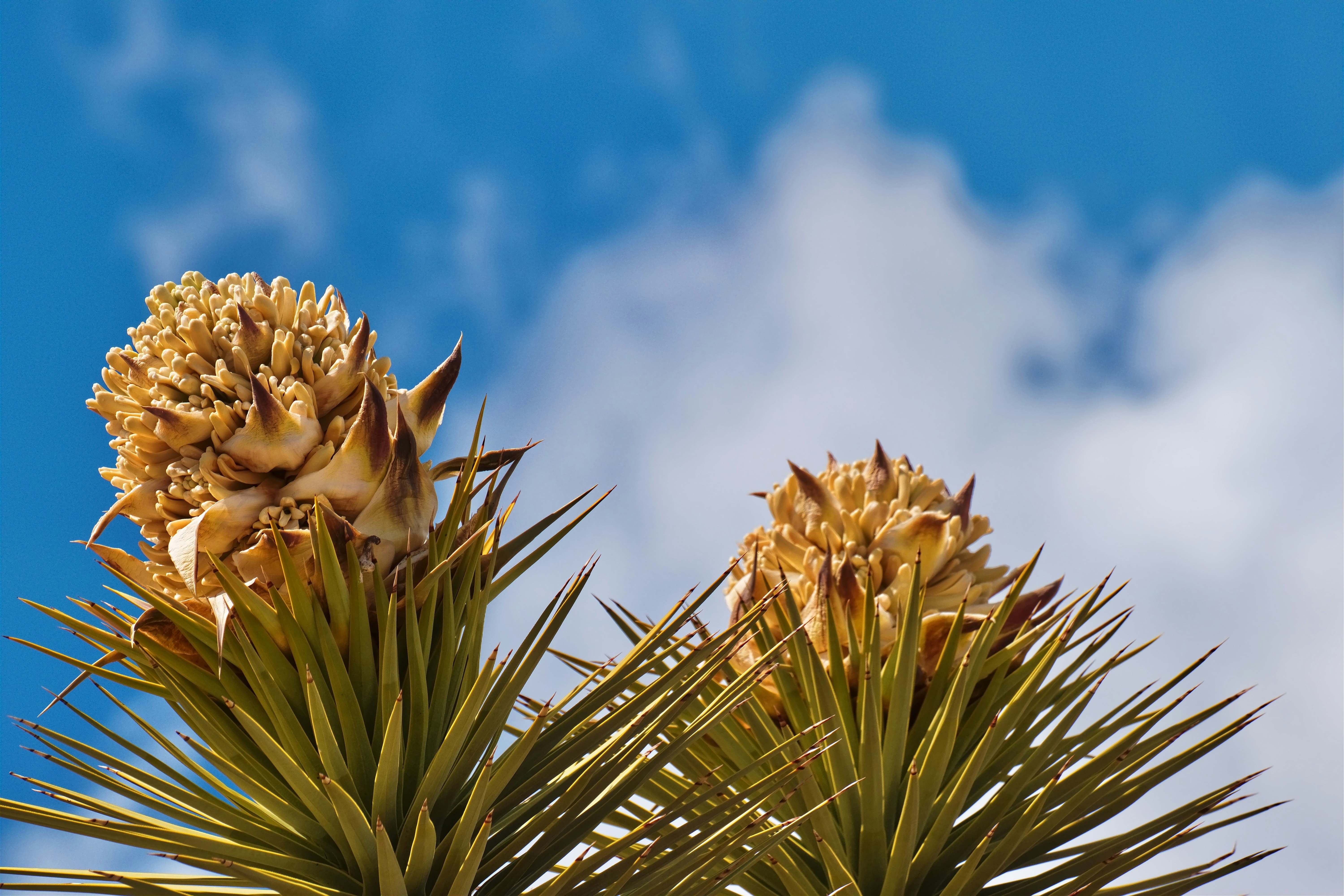 Photo by michael_yantis