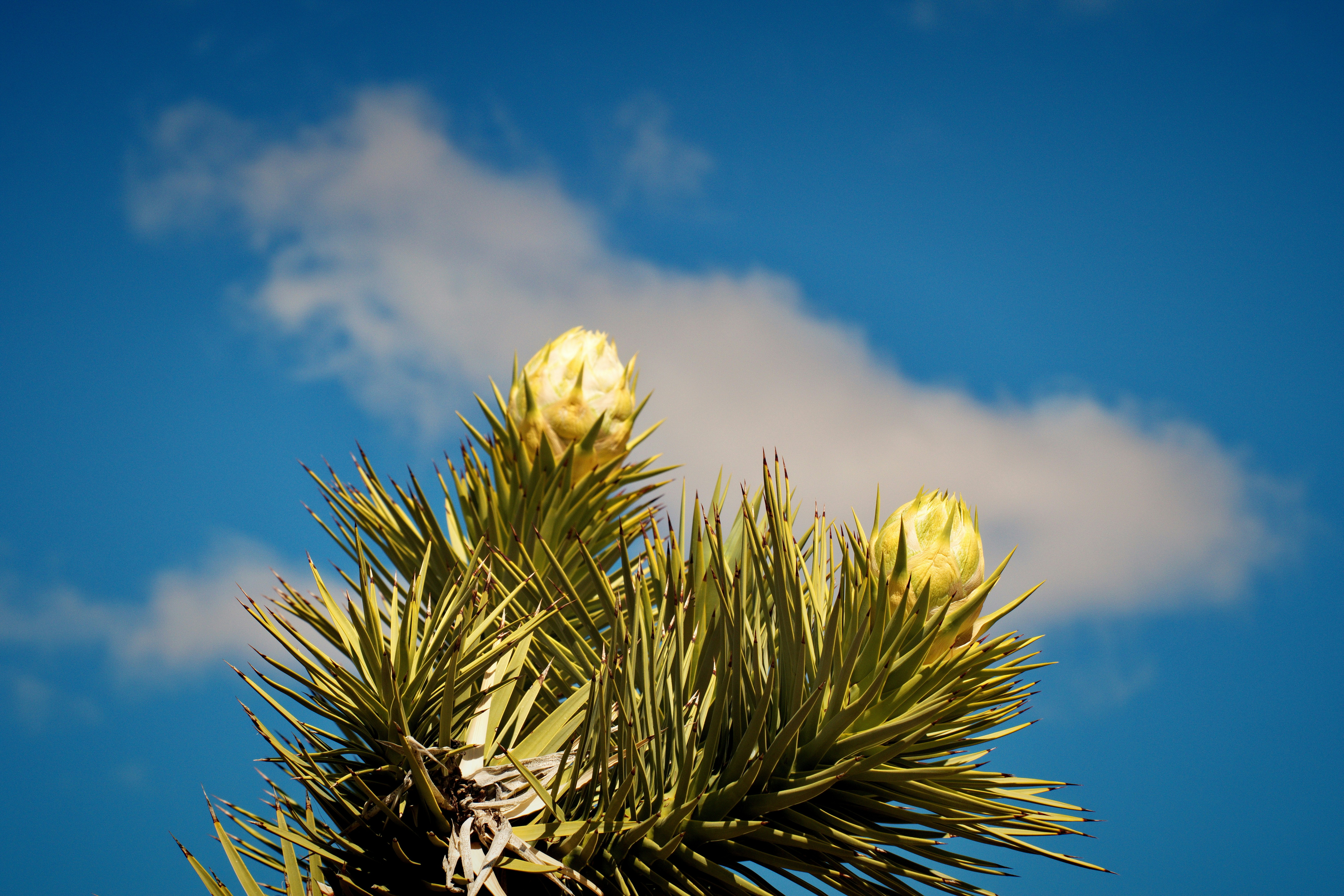 Photo by michael_yantis