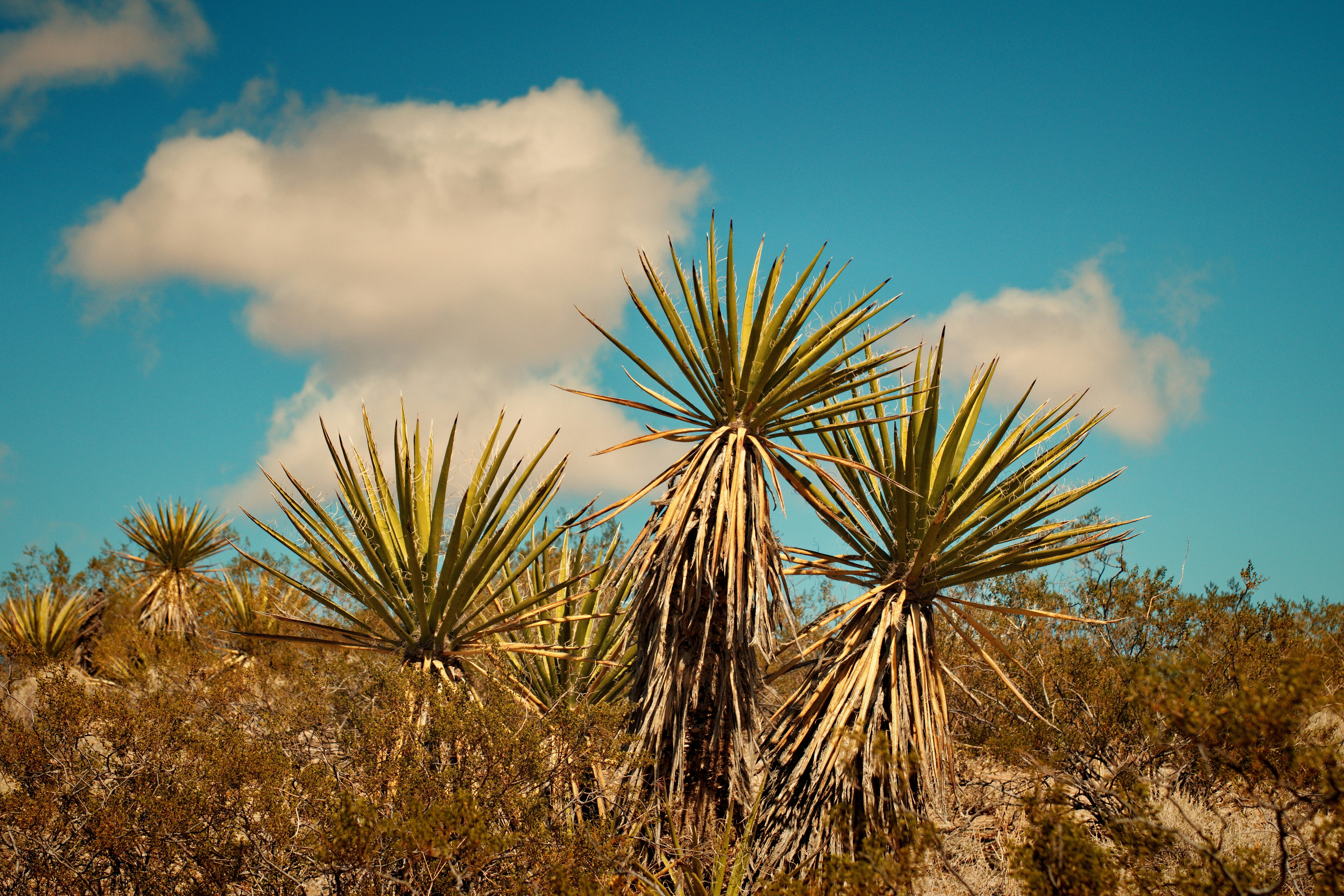 a group of trees that are in the dirt