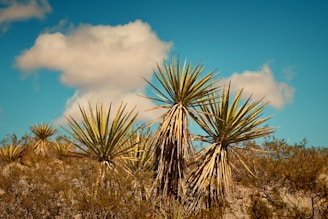 a group of trees that are in the dirt