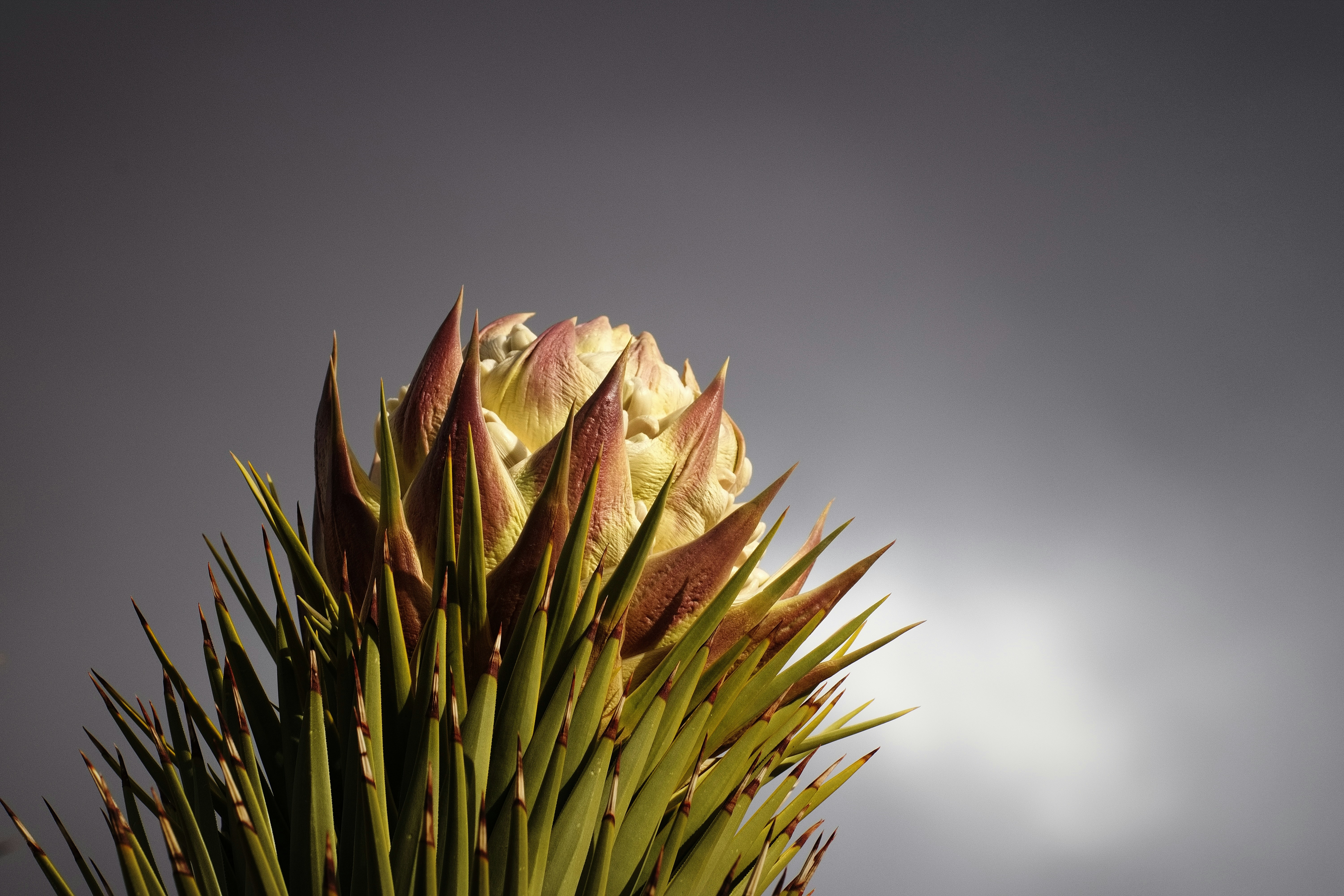 Photo by michael_yantis