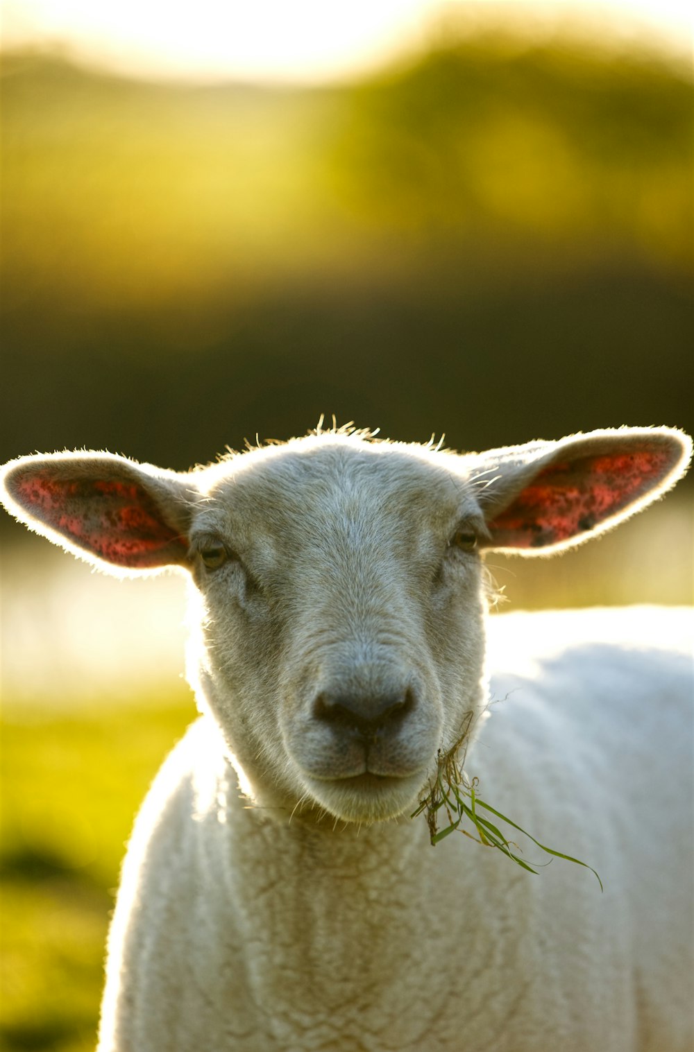 a close up of a sheep with grass in its mouth