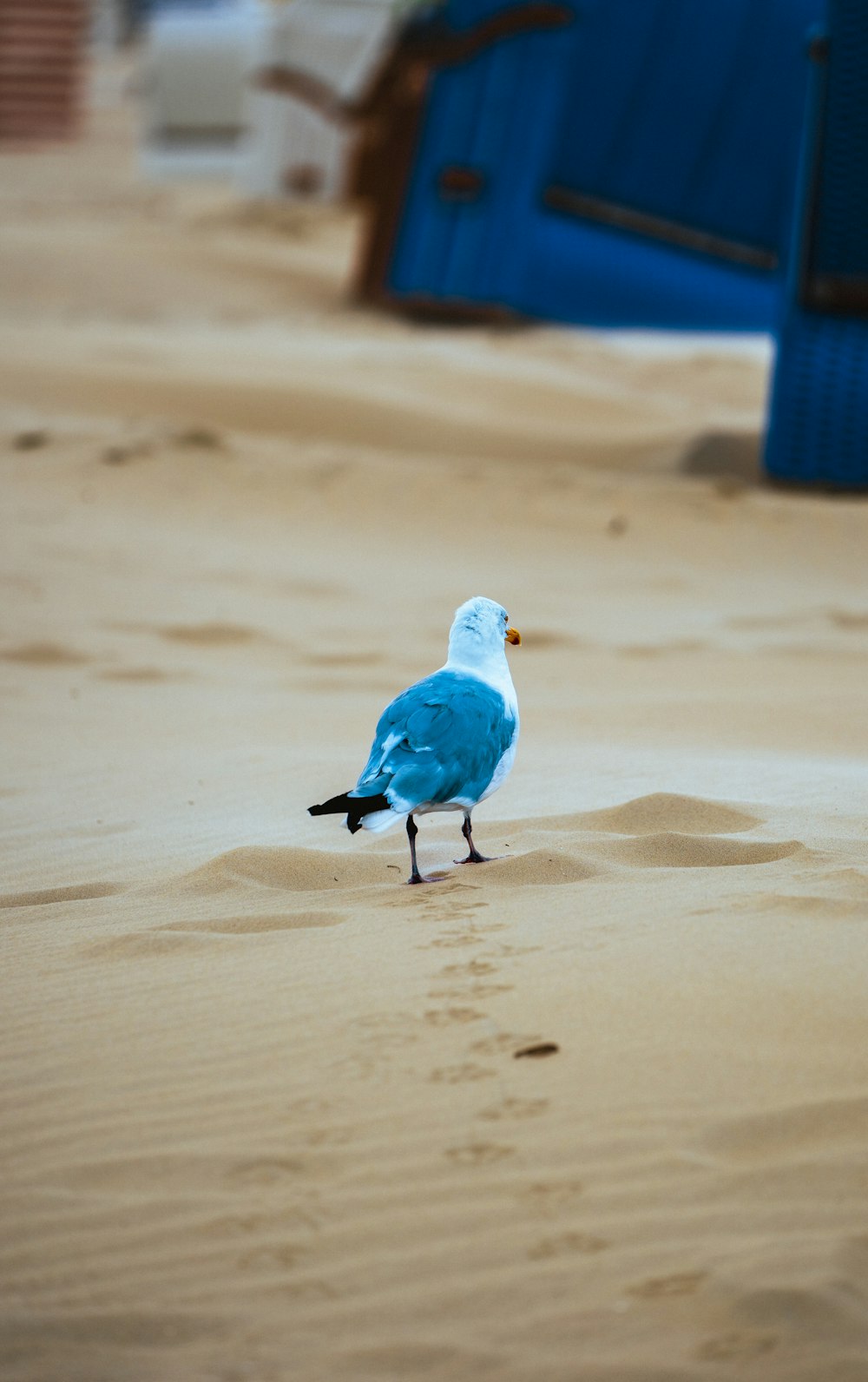 a blue and white bird standing in the sand