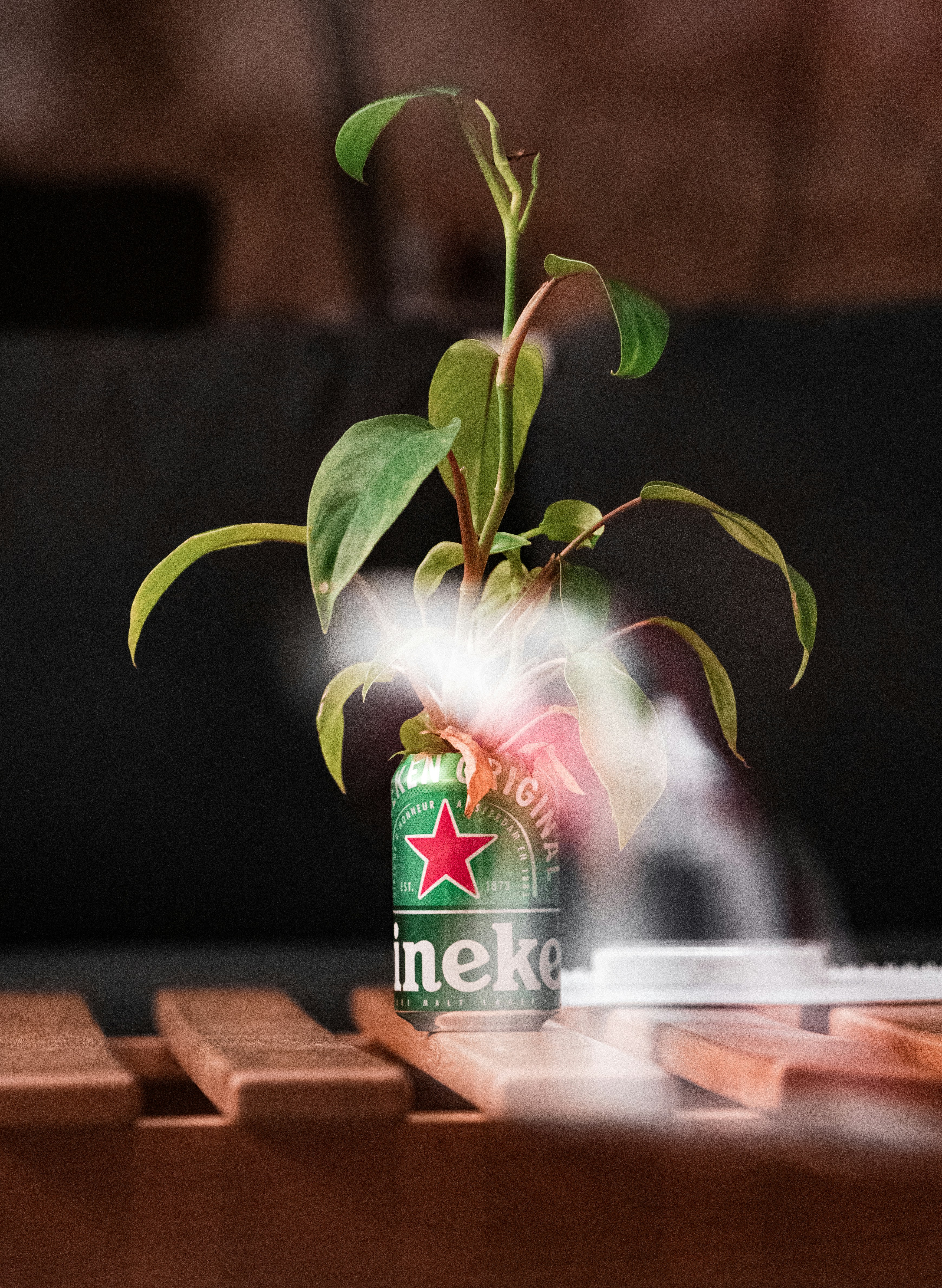 a can of heineken beer with a plant in it
