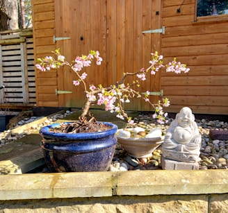 A small bonsai tree with pink blossoms is in a dark blue pot. It is situated on a pebble-filled patio with a wooden fence and shed in the background. Beside the bonsai is a small, white stone statue of a laughing figure, likely a representation of the Buddha. The setting is sunlit, giving a warm and inviting feeling.