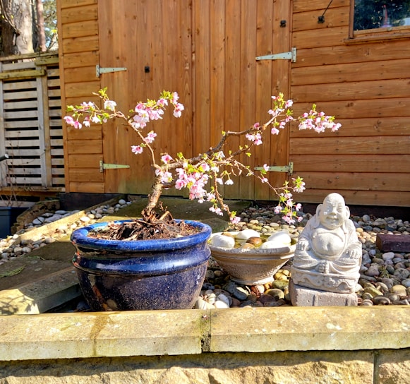 A small bonsai tree with pink blossoms is in a dark blue pot. It is situated on a pebble-filled patio with a wooden fence and shed in the background. Beside the bonsai is a small, white stone statue of a laughing figure, likely a representation of the Buddha. The setting is sunlit, giving a warm and inviting feeling.