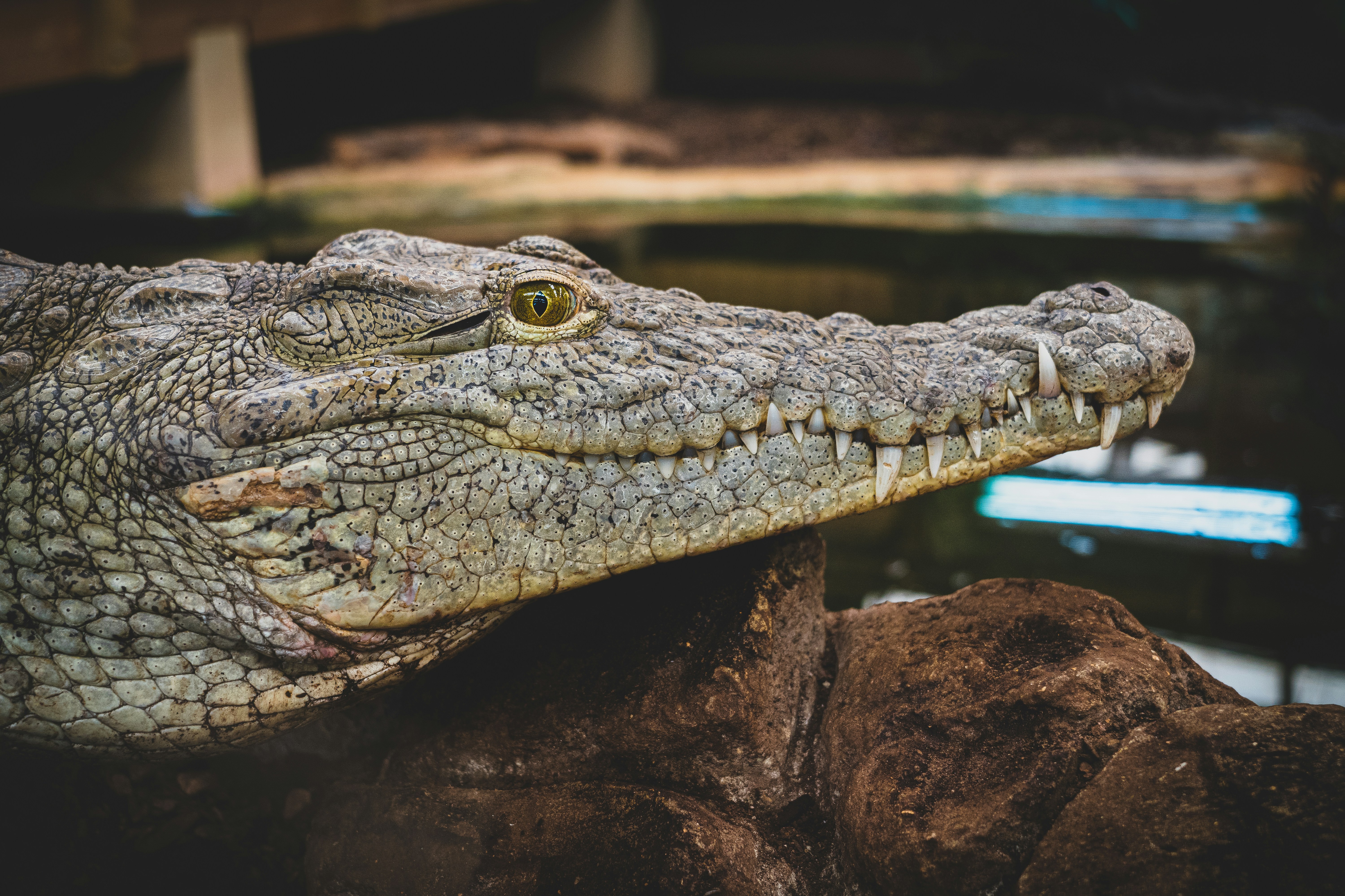 A close up of a crocodile's head with a blurry background photo – Free  Green Image on Unsplash, image size:3000x2000