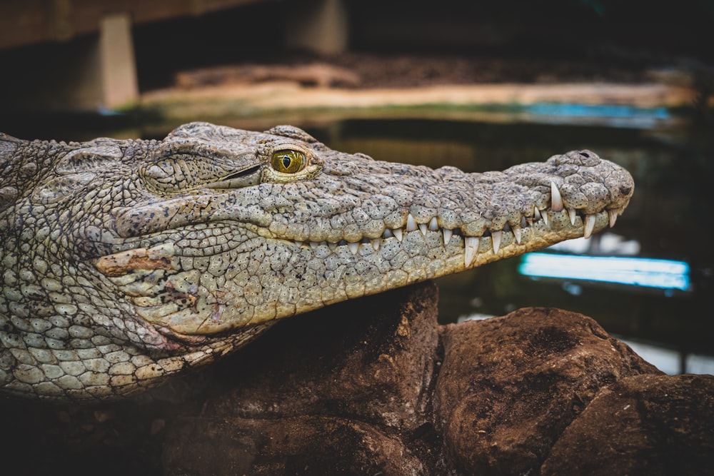 a close up of a crocodile's head with a blurry background