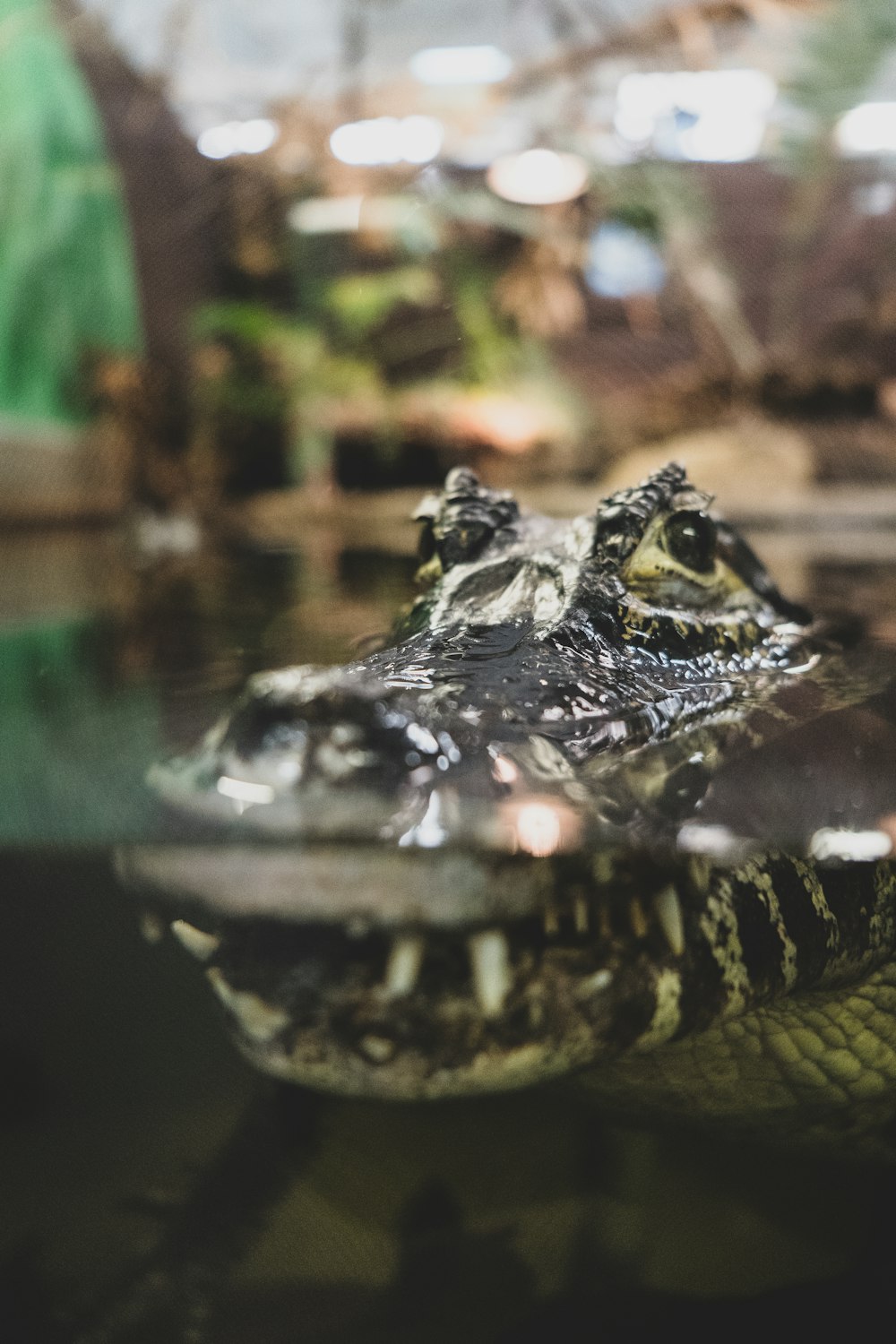 a close up of a crocodile's head in the water