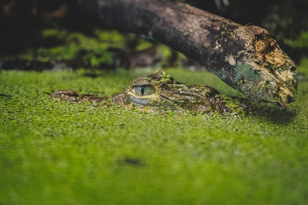 a frog that is laying down in the grass