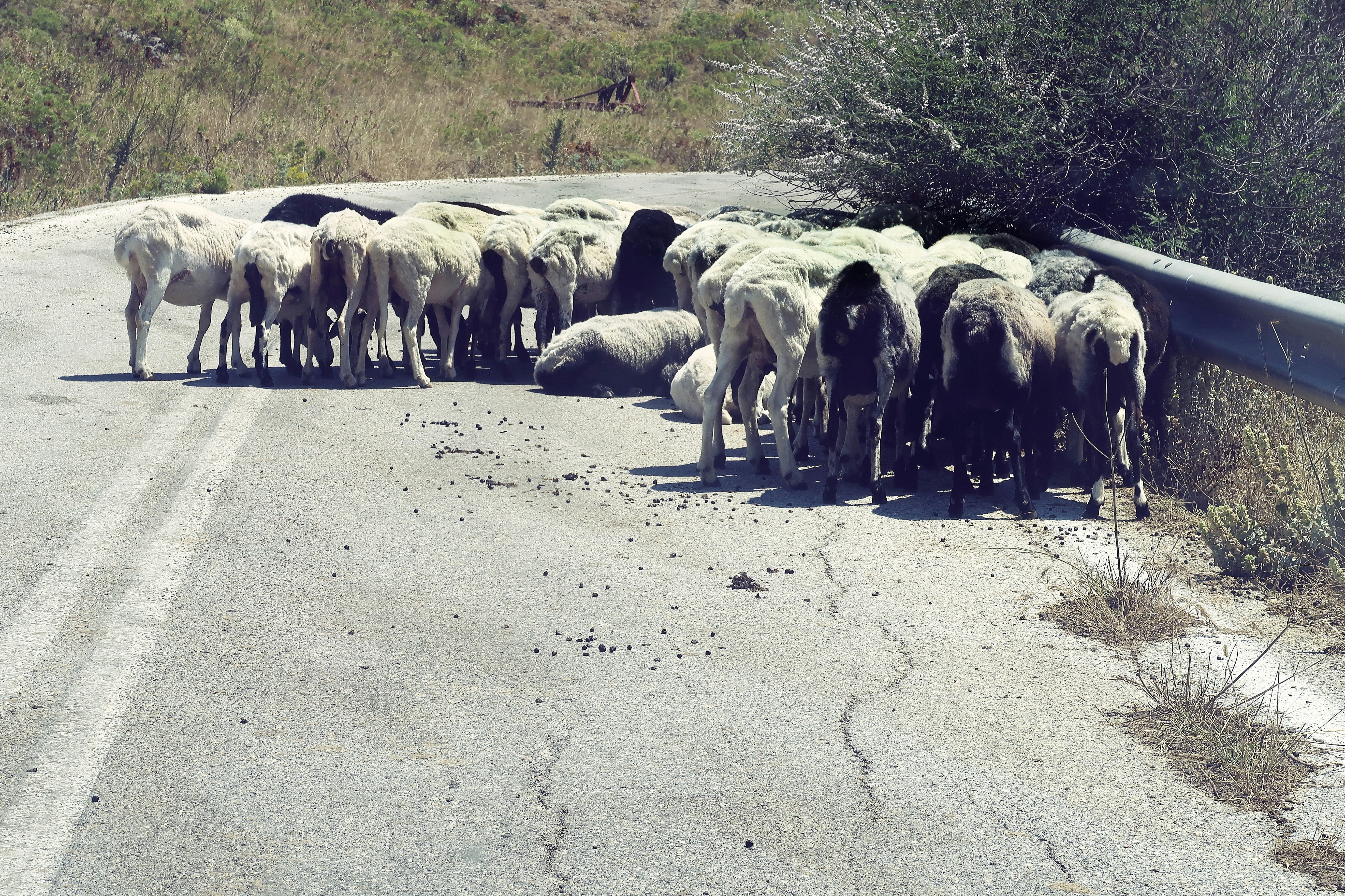 a herd of sheep walking down the side of a road