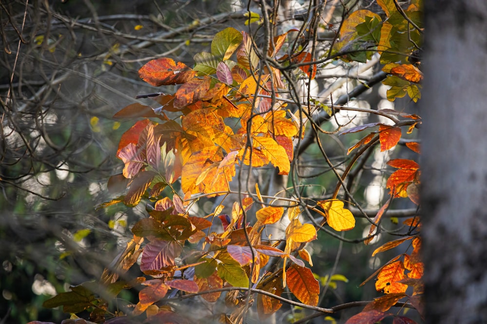 a bunch of leaves that are on a tree