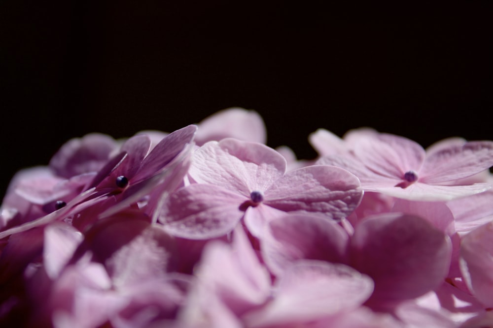 a close up of a bunch of pink flowers