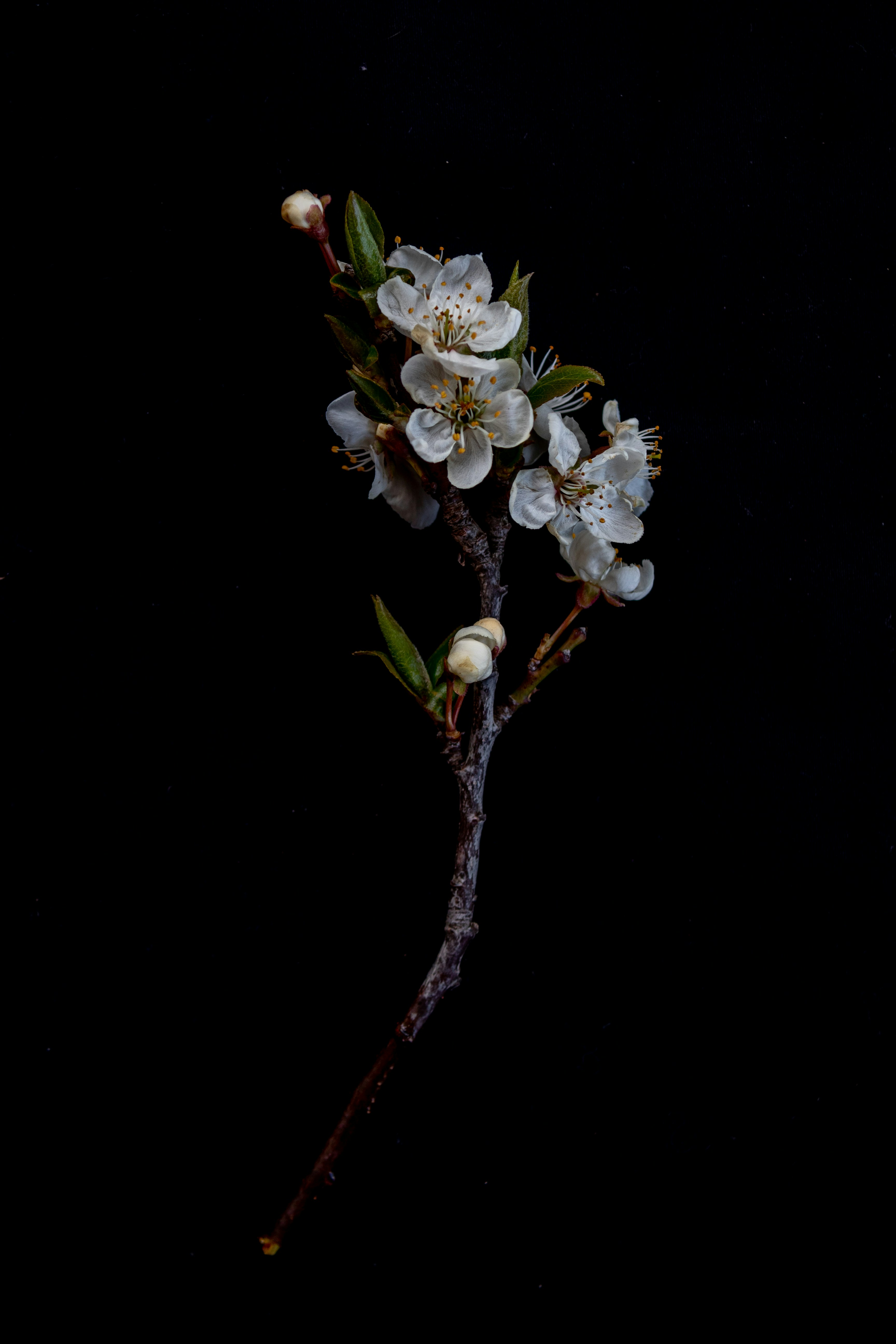 a branch with white flowers on a black background