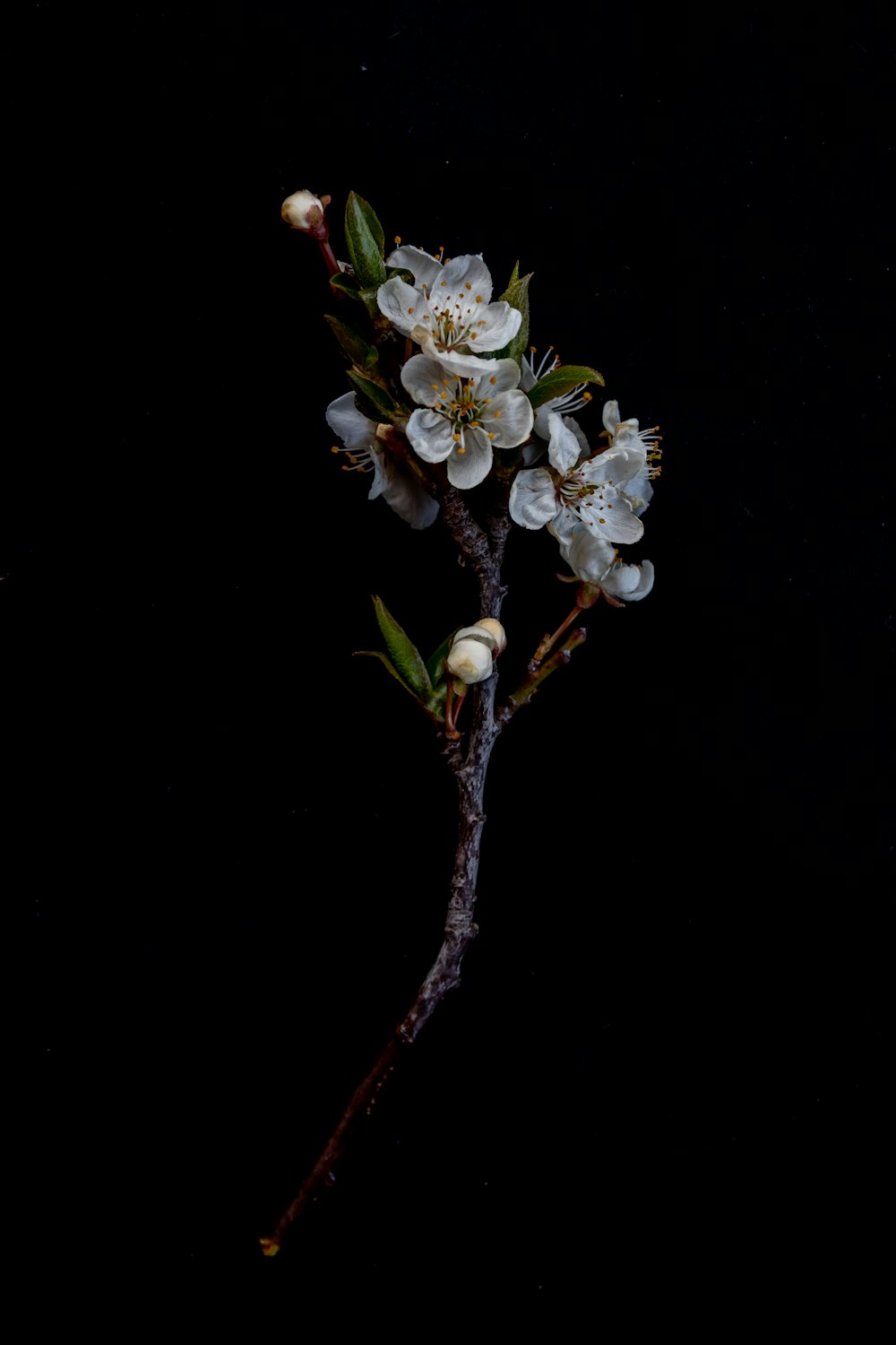a branch with white flowers on a black background