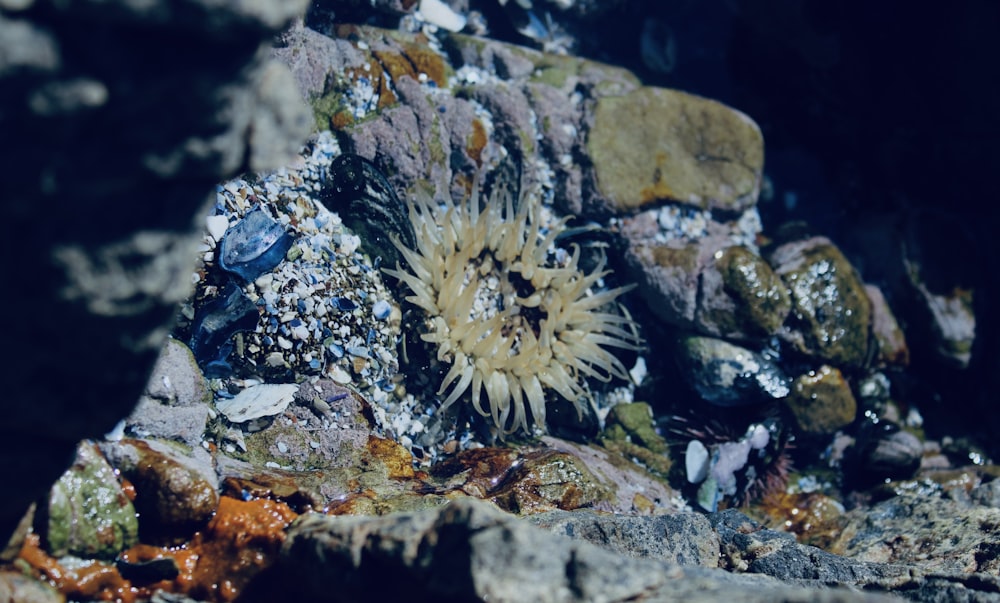 a close up of a rock with a plant growing out of it