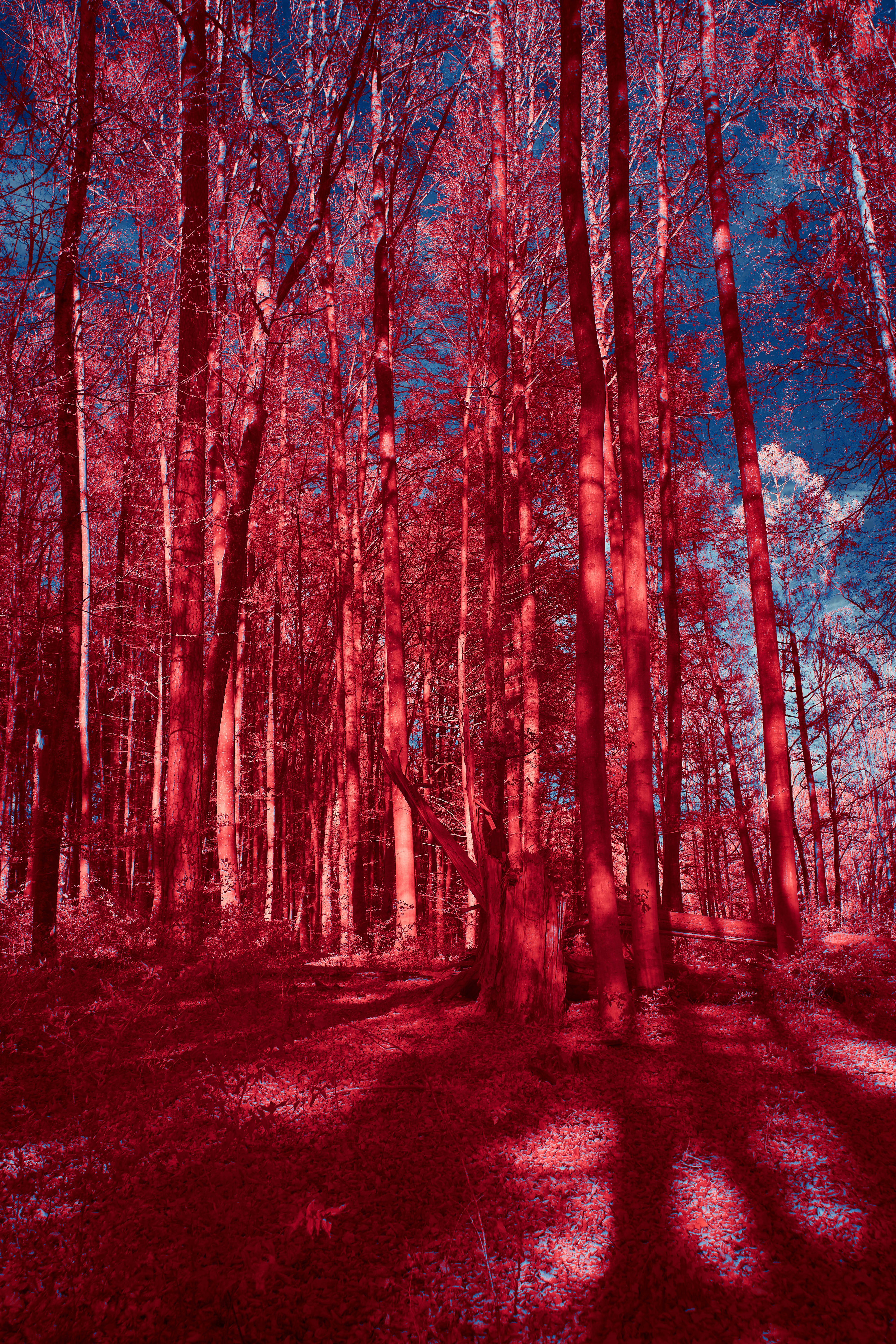 Photo by wolfgang_hasselmann