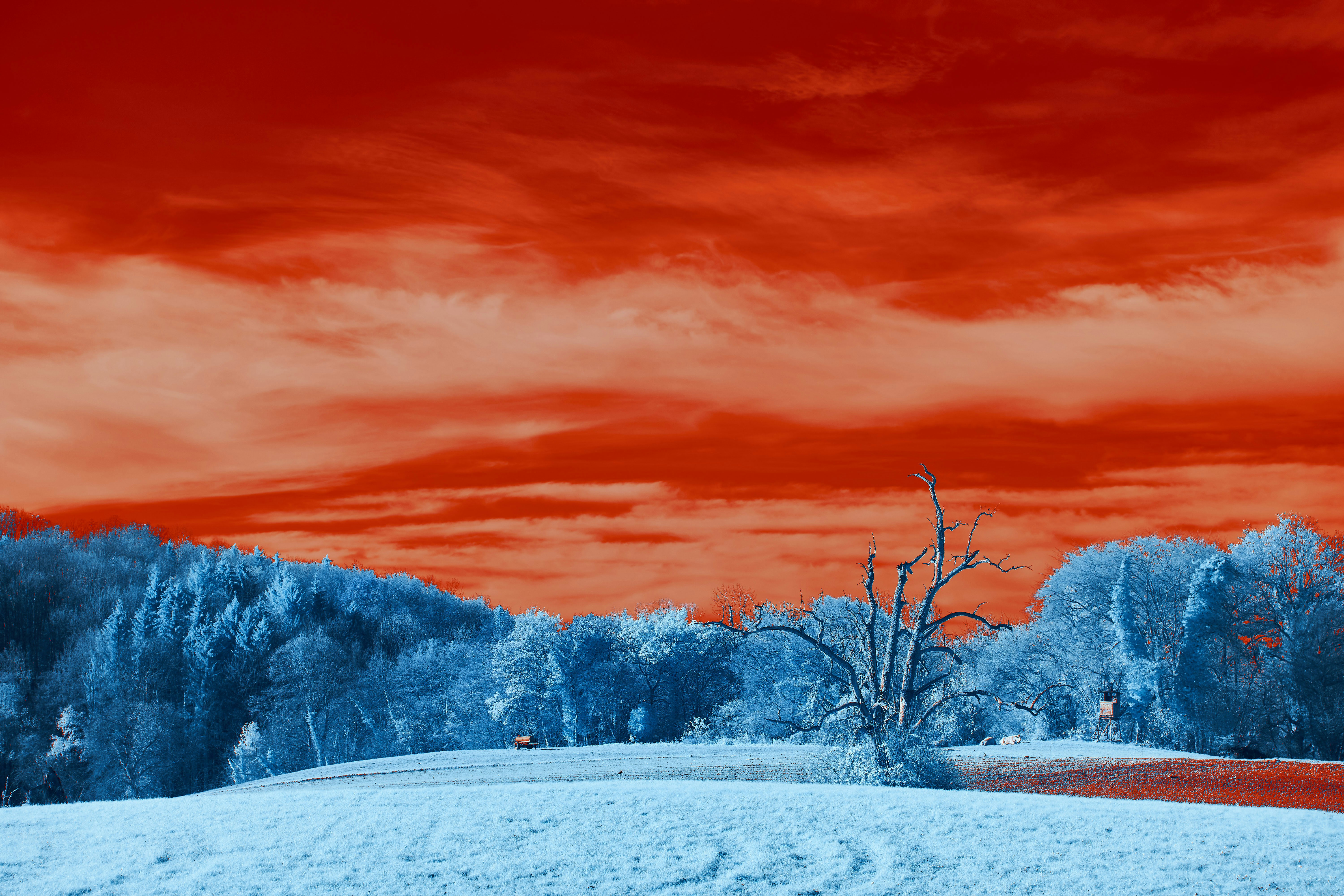 Photo by wolfgang_hasselmann