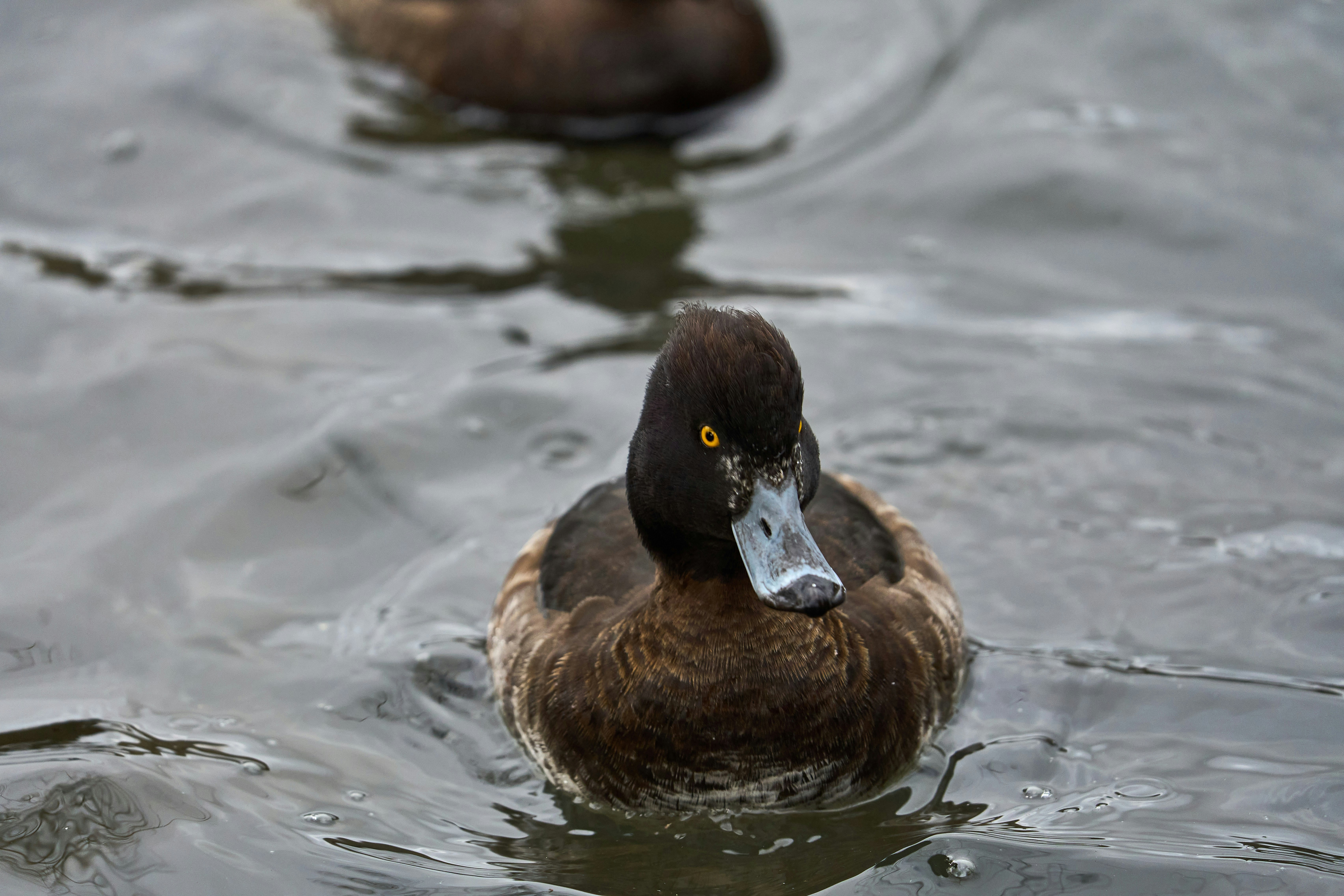 Photo by wolfgang_hasselmann