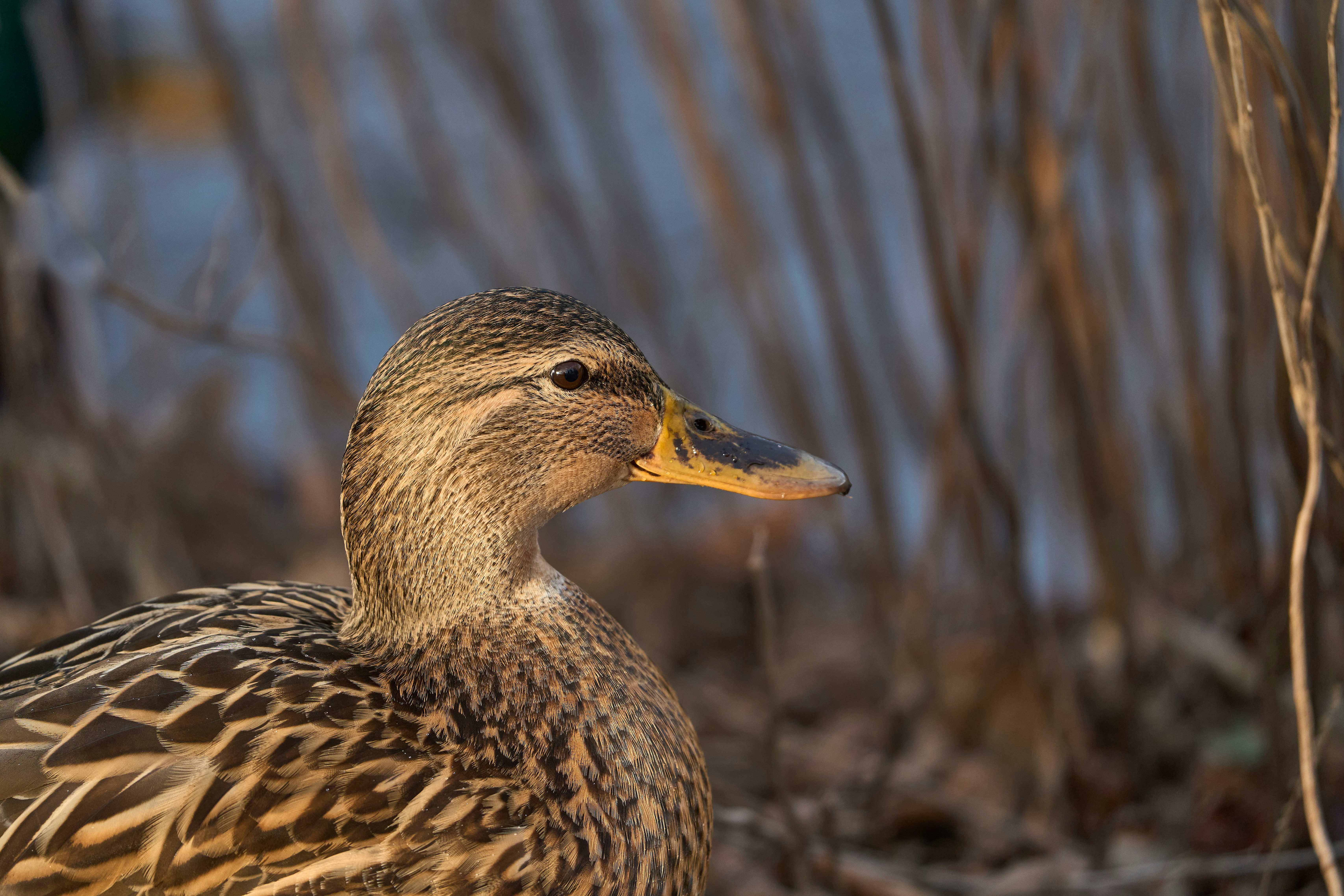 Photo by wolfgang_hasselmann