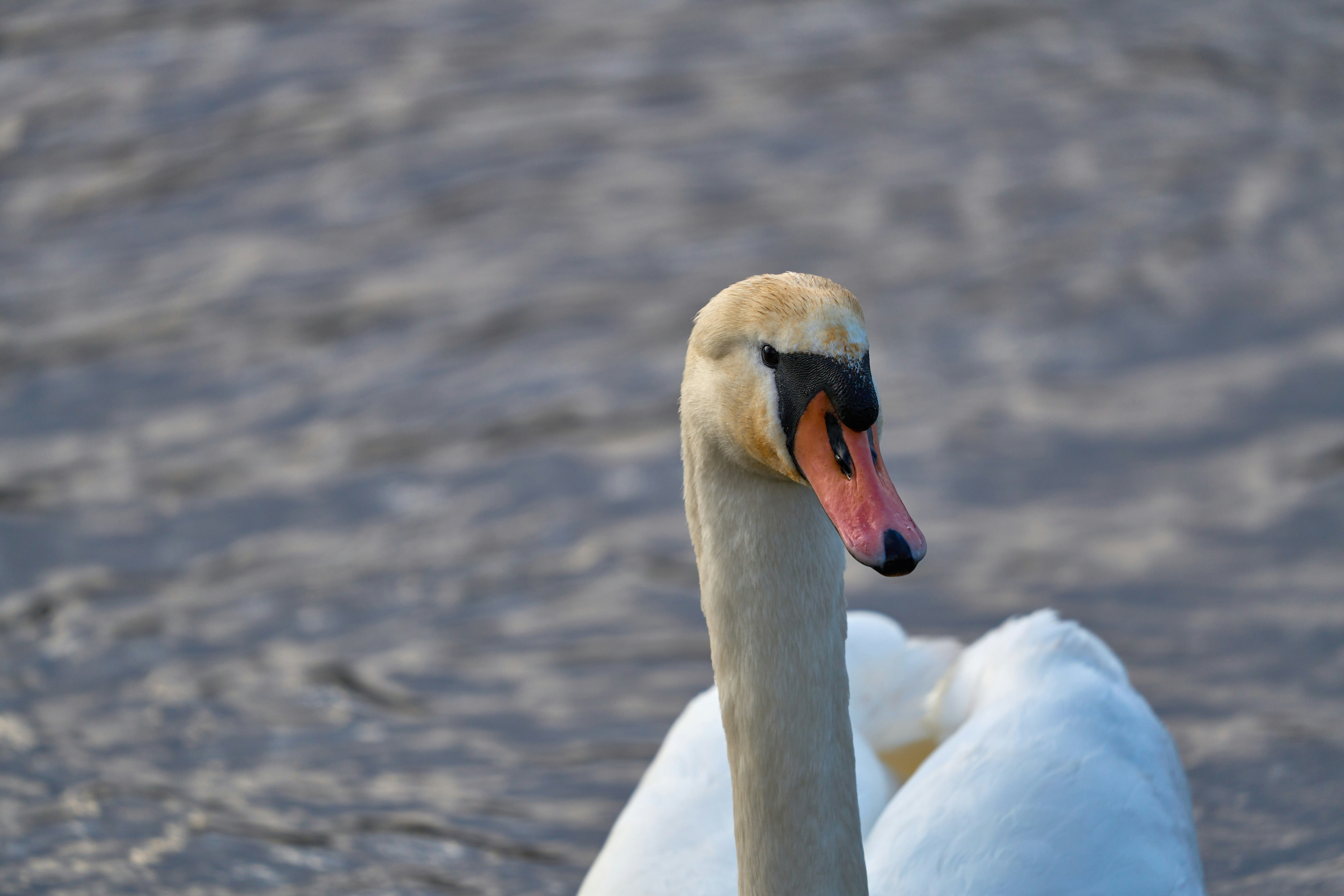 Photo by wolfgang_hasselmann