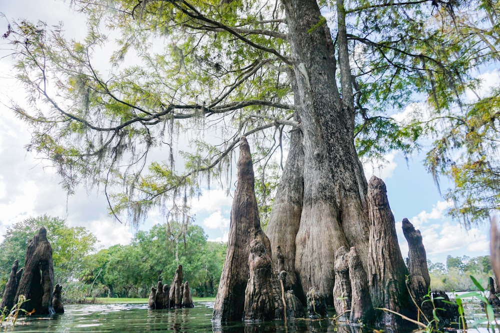 a group of trees that are in the water