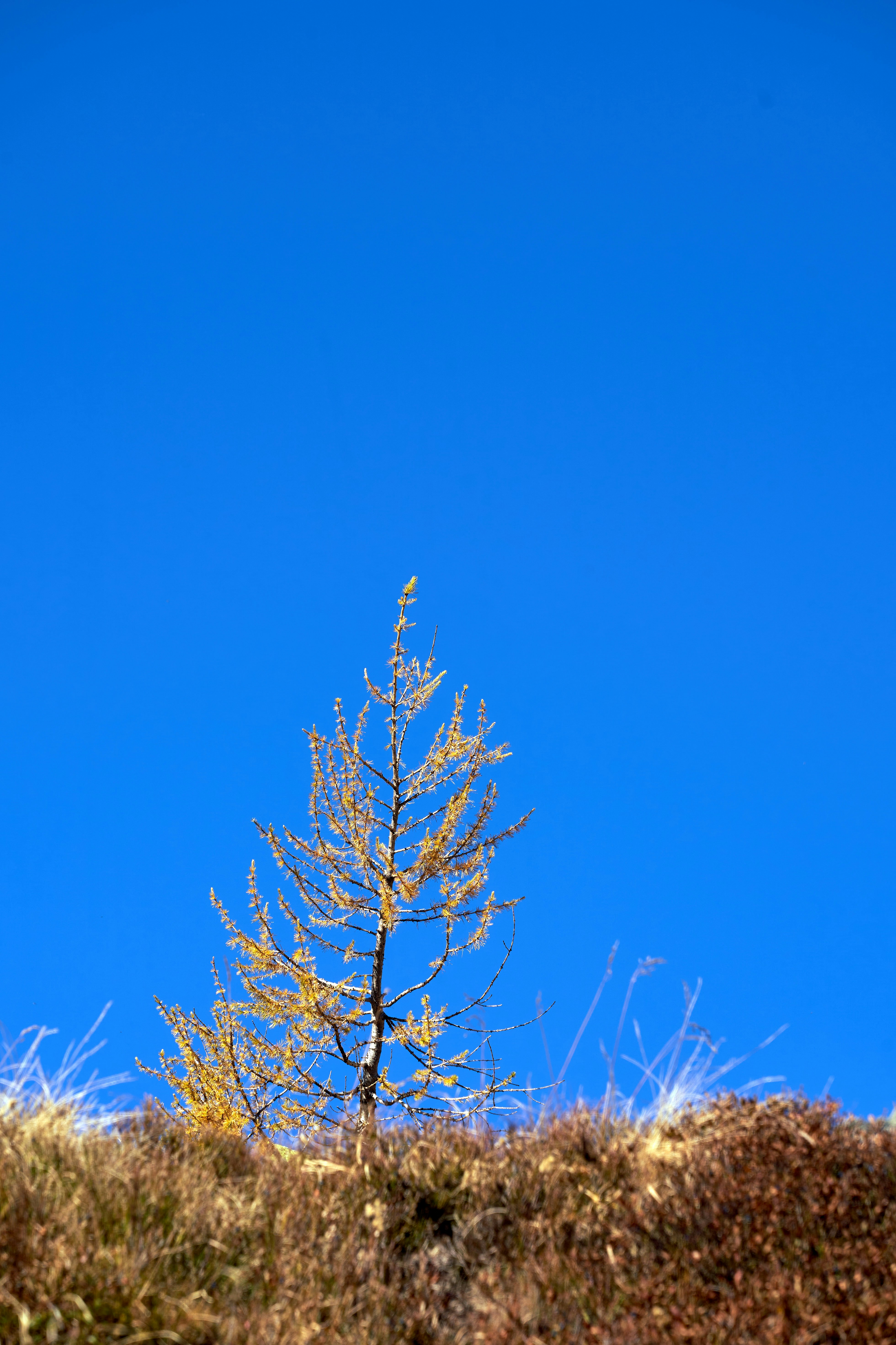 Photo by wolfgang_hasselmann