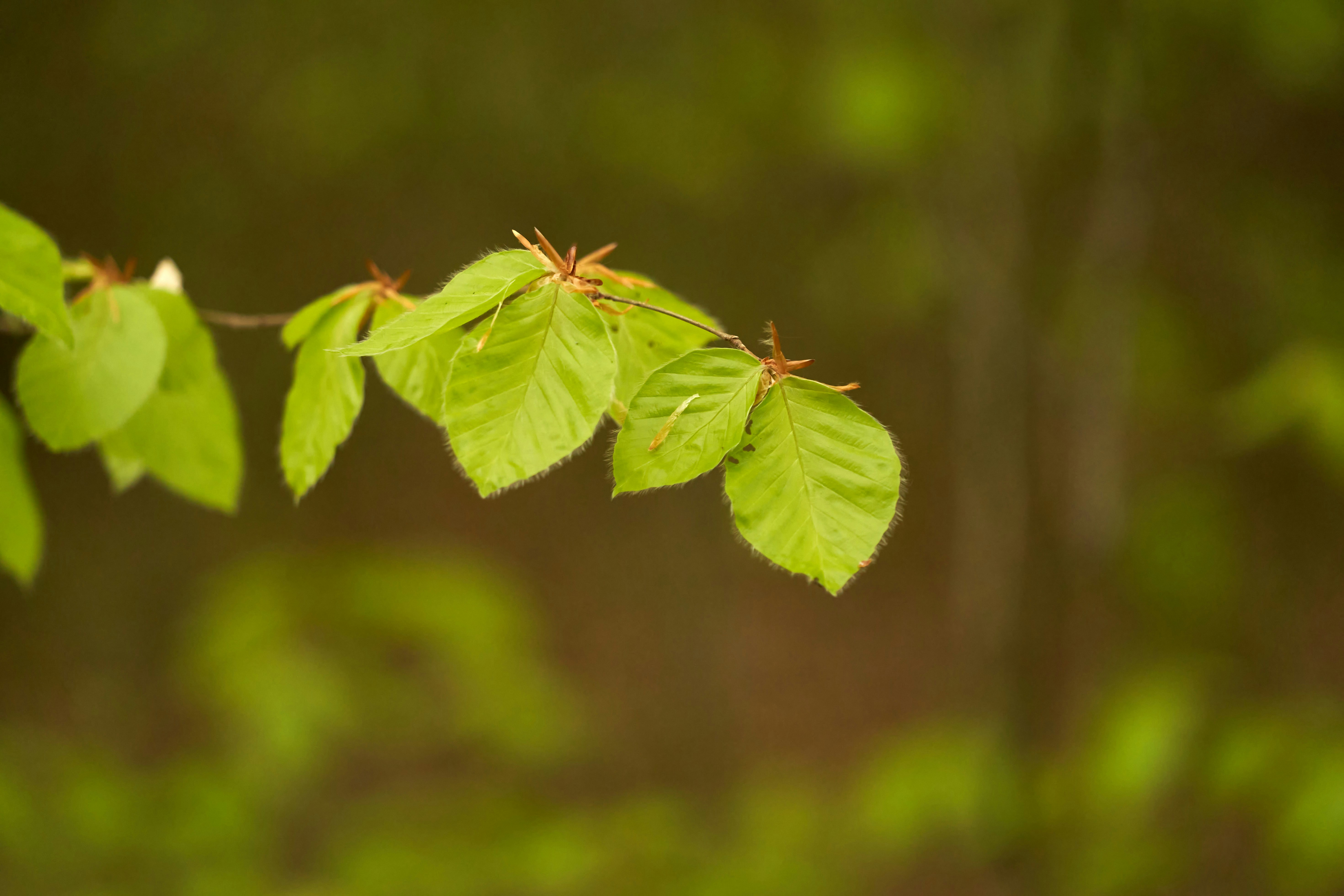 Photo by wolfgang_hasselmann