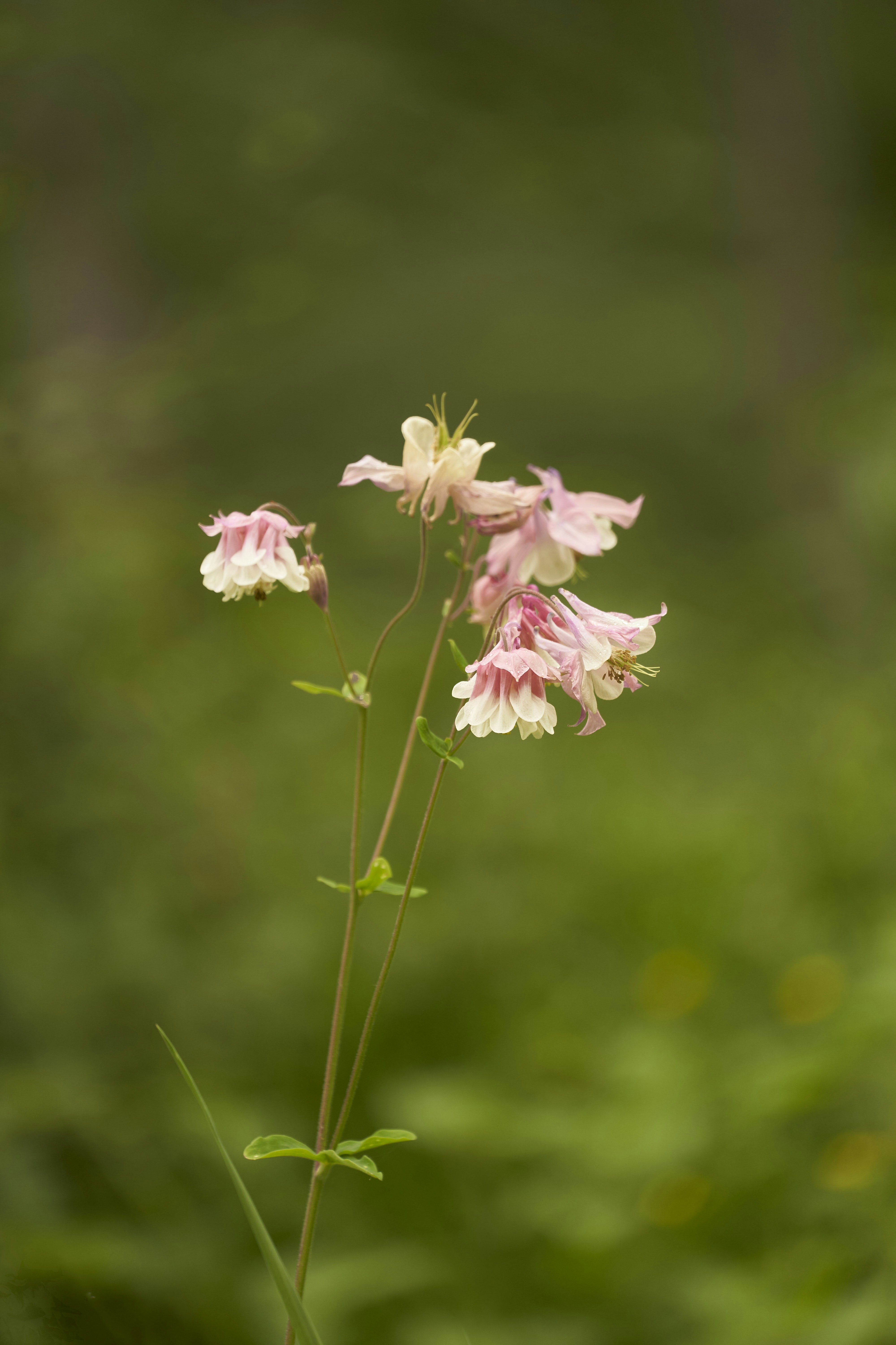 Photo by wolfgang_hasselmann