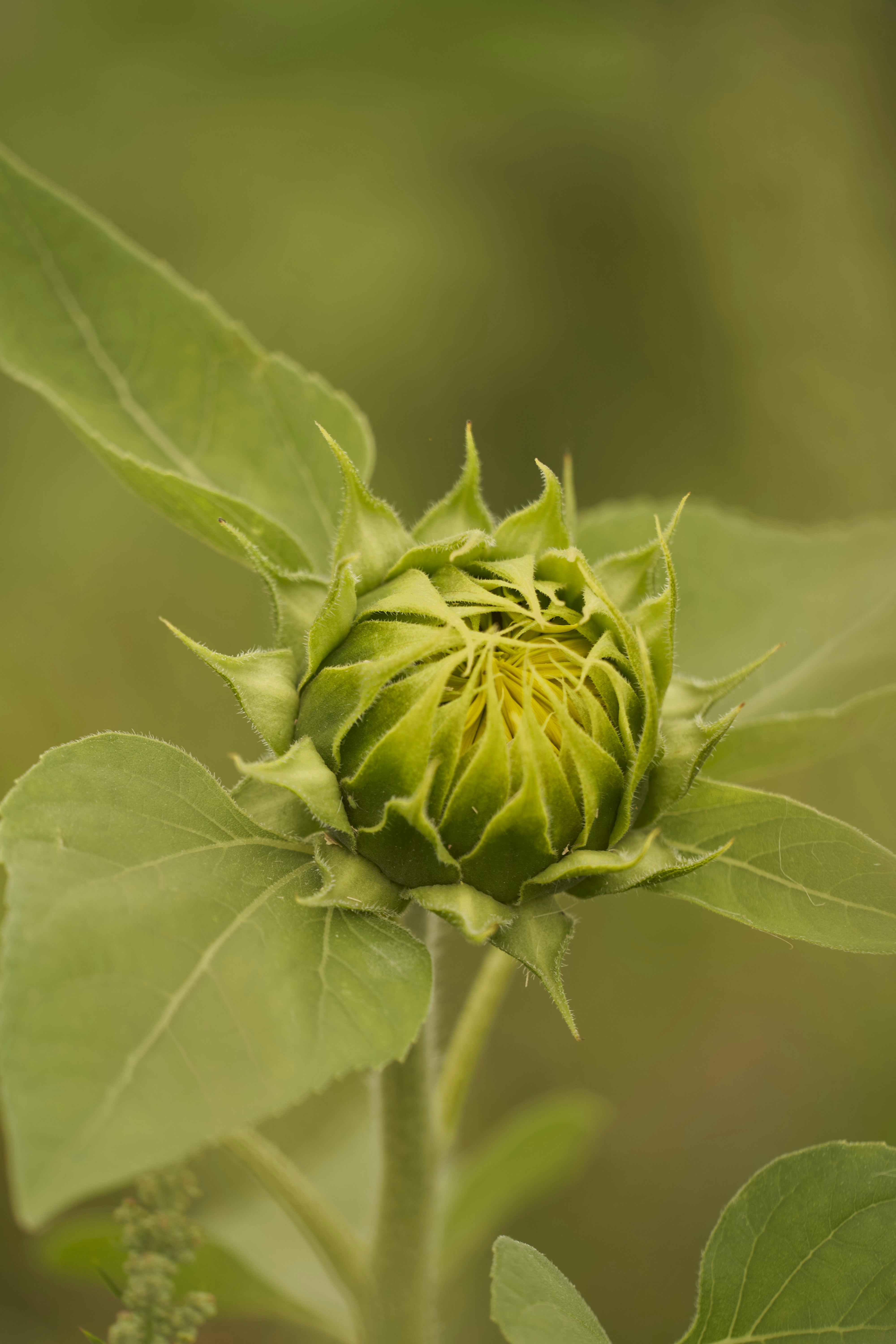 Photo by wolfgang_hasselmann