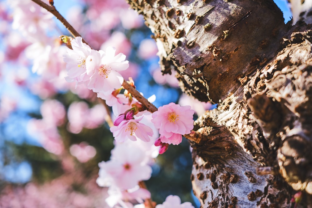 a close up of a tree with pink flowers