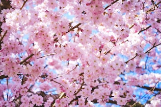 pink flowers are blooming on the branches of a tree