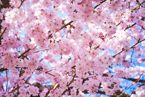 pink flowers are blooming on the branches of a tree