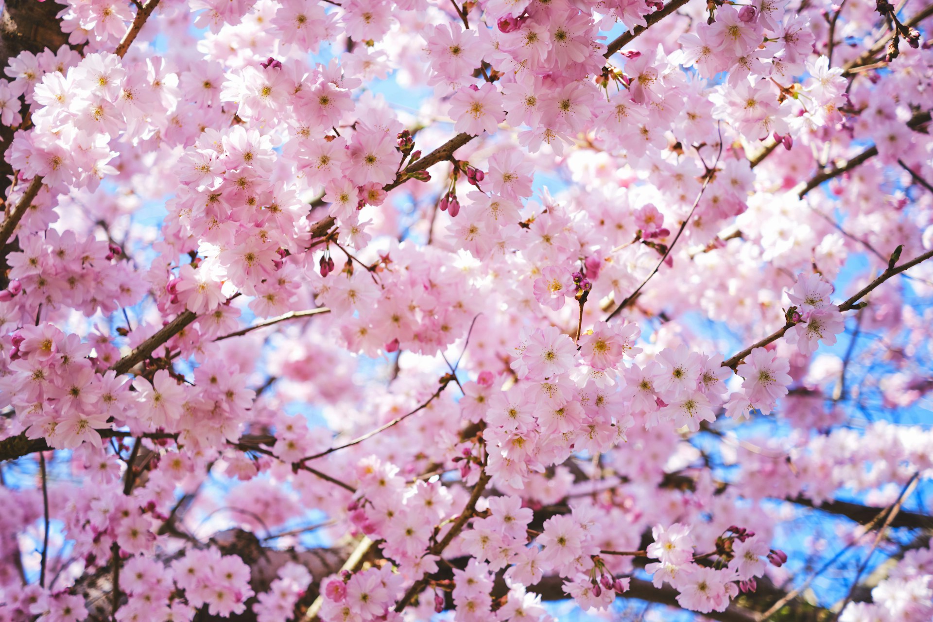 pink flowers are blooming on the branches of a tree