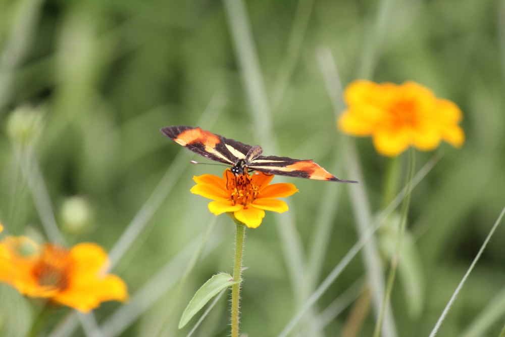 a butterfly sitting on top of a yellow flower