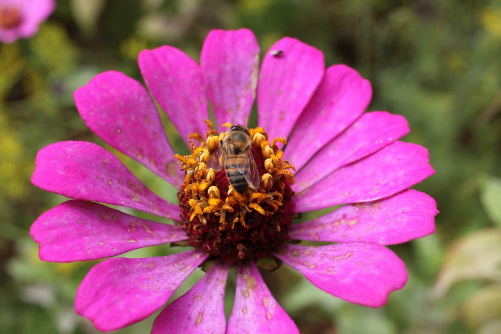 une fleur rose avec une abeille dessus