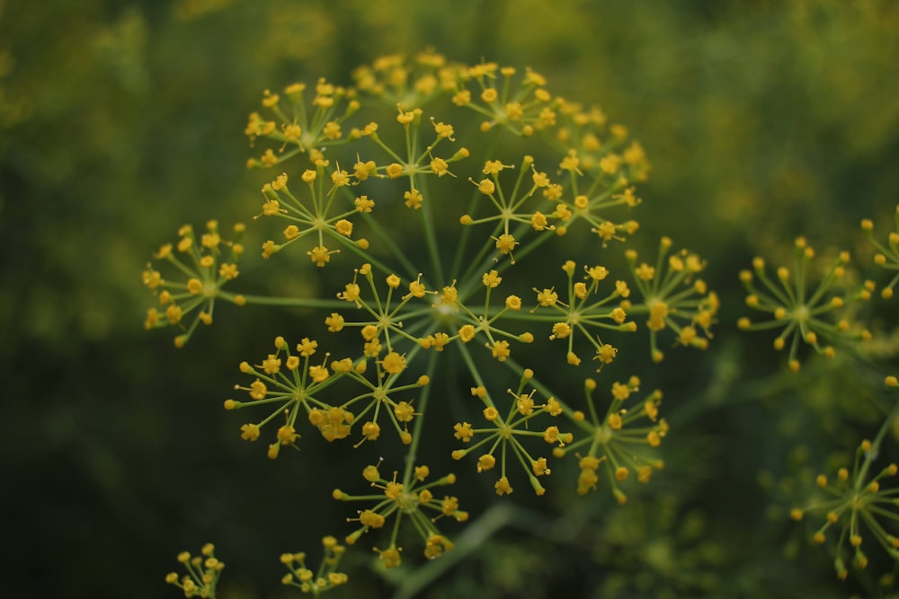 a close up of a yellow flower in a field