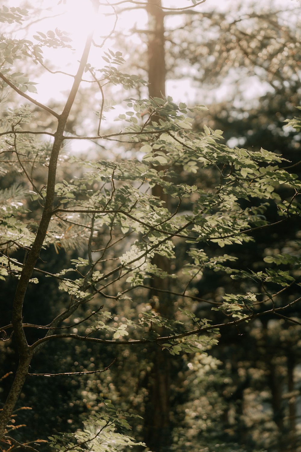 a bench sitting in the middle of a forest