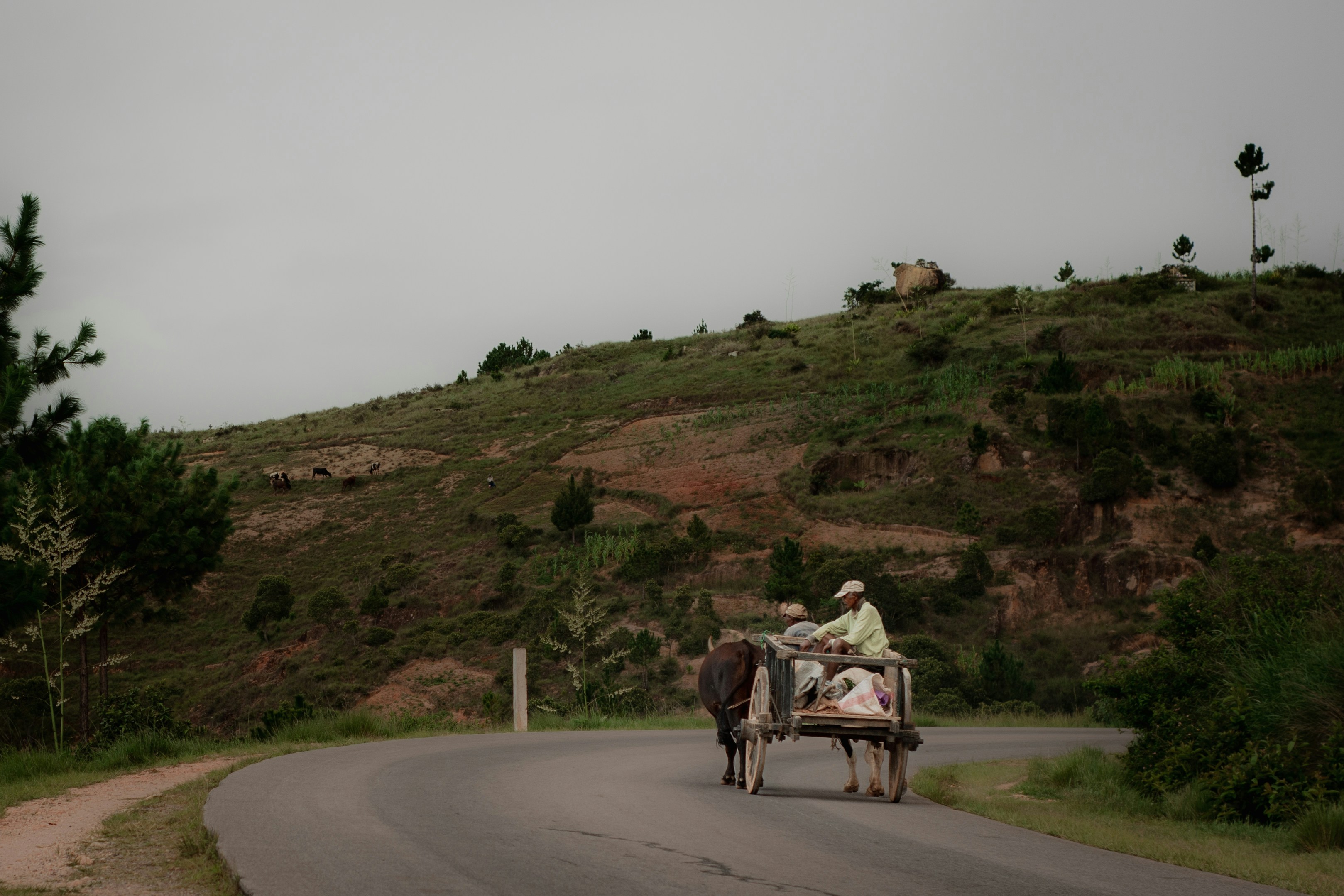 a man riding a horse drawn carriage down a curvy road