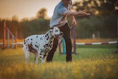 A person is in a park with a Dalmatian dog. The person appears to be engaging with the dog, possibly training or playing, as they are gesturing with their hand. The dog stands attentively in the grass. The background features agility training equipment and a warm, golden lighting from a setting sun.
