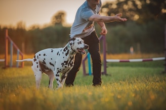 A person is in a park with a Dalmatian dog. The person appears to be engaging with the dog, possibly training or playing, as they are gesturing with their hand. The dog stands attentively in the grass. The background features agility training equipment and a warm, golden lighting from a setting sun.